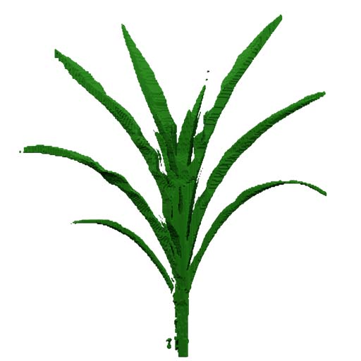 3D reconstruction of a Sorghum plant using the method from the paper Voxel carving-based 3D reconstruction of sorghum identifies genetic determinants of light interception efficiency